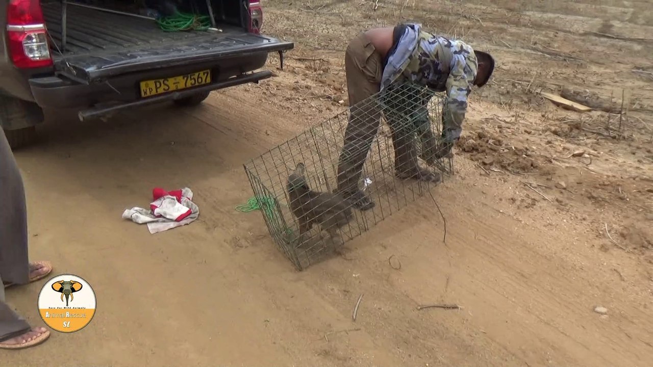 rescue wild boar from well