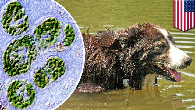 Dogs die after playing in pond with blue-green algae