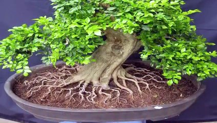 전남출장안마 -후불100%ョO7OV5222V7802｛카톡VV23}  전남전지역출장안마 전남오피걸 전남출장마사지 전남안마 전남출장마사지 전남콜걸샵のぁわ