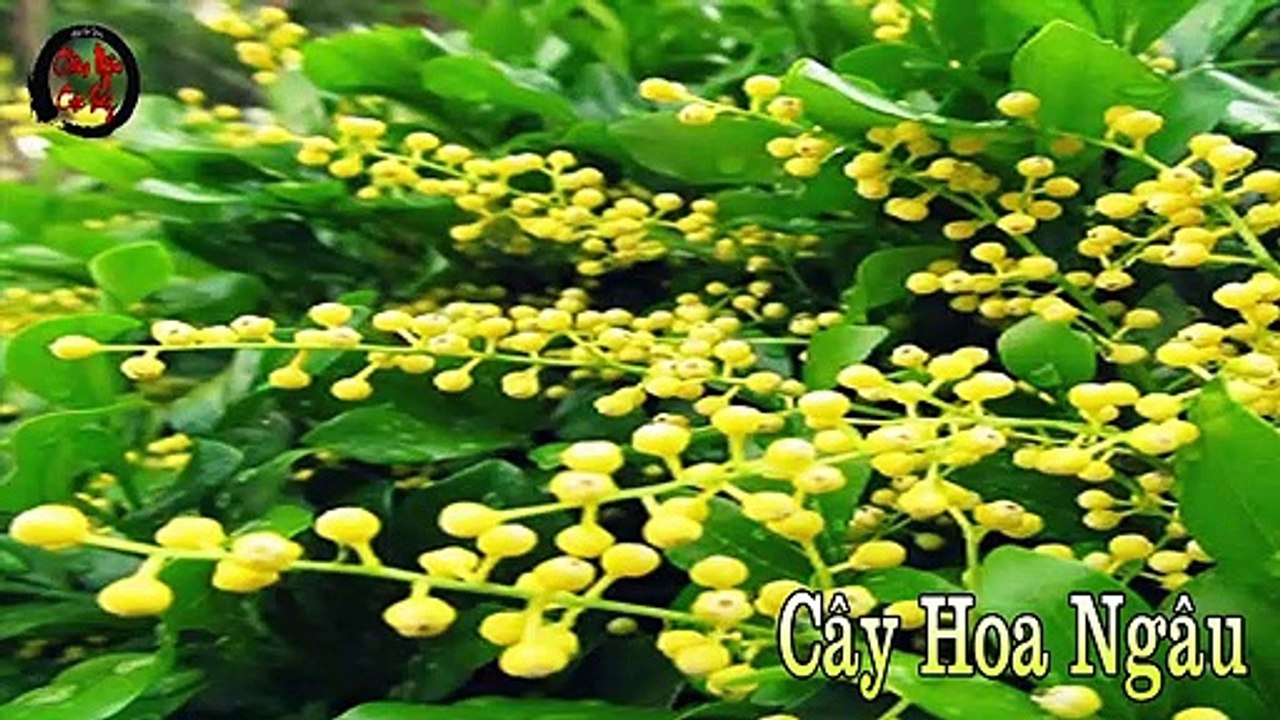 MỆNH KIM (Phong Thủy)  - Châm Ngôn Cuộc Sống Hay