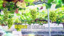 망고맛이 나는 포도?! 샤인 머스켓_영농한 농담 14회 예고