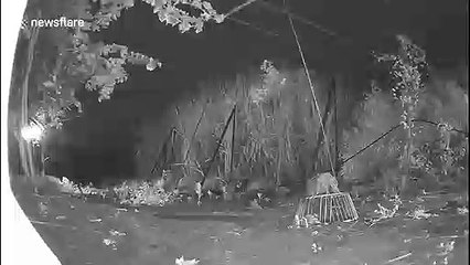 Heartwarming moment rescued baby leopard is united with mother