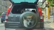 Ce chien a son portrait sur l'arrière de sa voiture !
