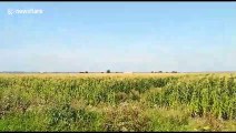 Russian passenger plane makes emergency landing in cornfield near Moscow