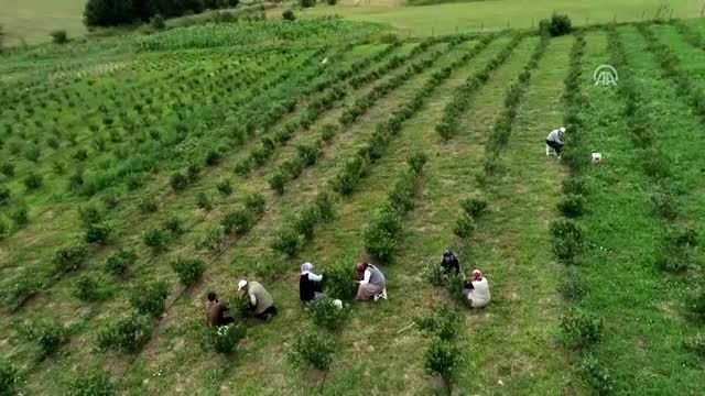 İznik'te yaban mersininin kilogramı 30 liraya alıcı buluyor