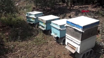 Osmaniye'de ilk kez, arı zehri sağımı yapıldı