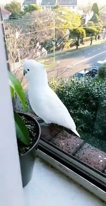 Ces perroquets sauvages font la queue à la fenêtre pour manger !
