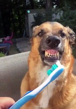 Cet adorable chien obéit bien aux ordres de son maître