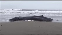 Una ballena se queda atrapada en la arena de una playa en Perú