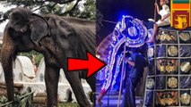 Sedih, foto gajah kurus yang dipaksa berparade di Sri Lanka - TomoNews