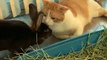Kitty Cleans Its Bunny Friend