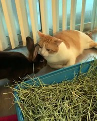 Kitty Cleans Its Bunny Friend