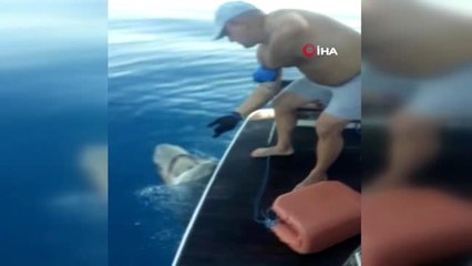 Tekne turu sırasında oltaya takılan 3 metrelik köpekbalığı turistleri şoke etti