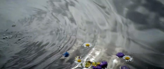 DOGS DON'T WEAR PANTS movie Clip