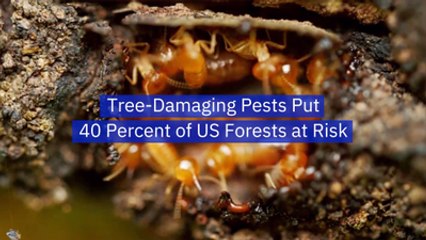 American Trees Are At Risk