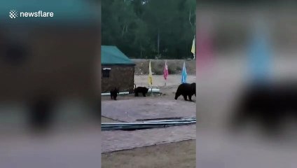 Family of brown bears spotted hunting for food at a garrison in northern China