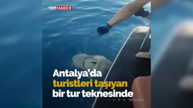 Tekne turu sırasında oltaya takılan 3 metrelik köpek balığı turistleri şaşırttı