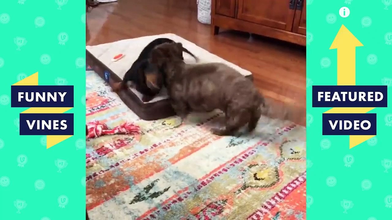 TRY NOT TO LAUGH - Cute ANIMALS | Funny Videos January 2019