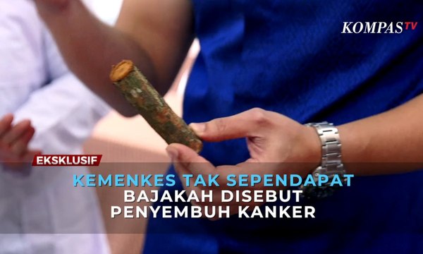 Kemenkes Tak Sependapat Bajakah Disebut Penyembuh Kanker