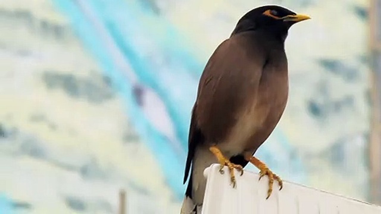 beautiful bird videos, beautiful bird video download, beautifu l bird videos, bird videos for cats to watch, bird videos for dogs, bird videos for birds to watch, bird videos for cats to watch 4k, bird video song, bird video cartoon, bird, video  sexy
