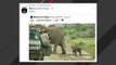 Trump Retweets Elephant Video And Everyone Is Confused