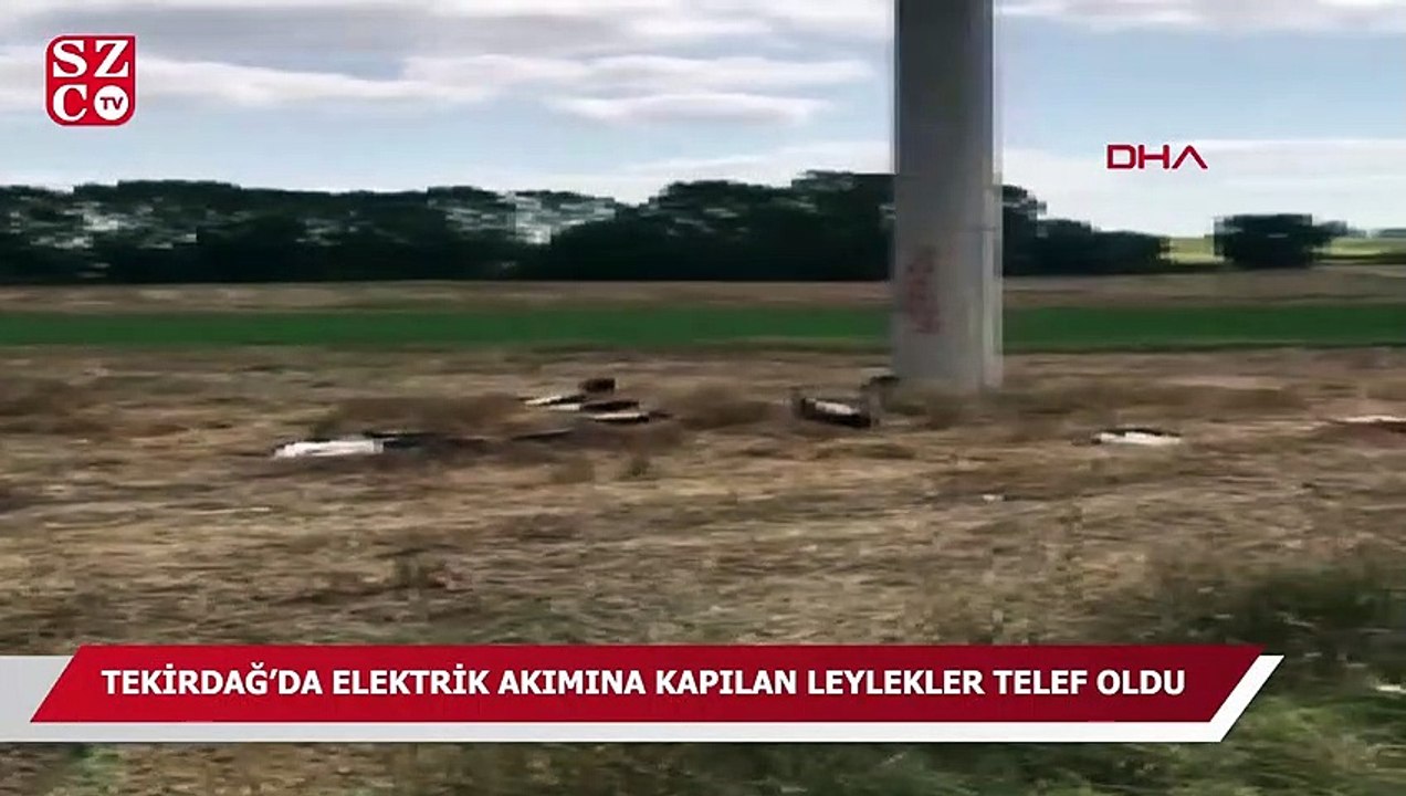 Tekirdağ’da elektrik akımına kapılan leylekler telef oldu