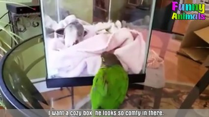 Funny BIRDS & PARROTS Compilation 2018