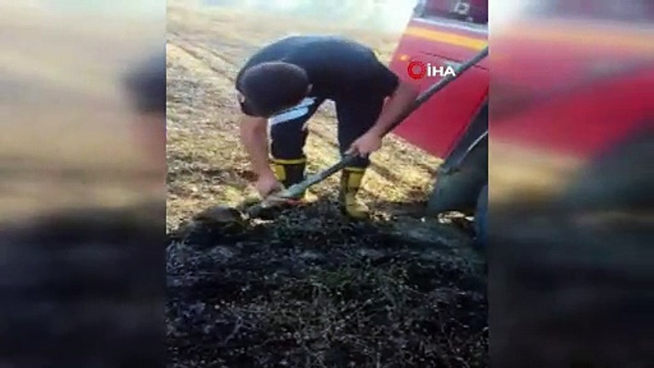 Yangından kurtarılan kaplumbağanın suyla buluşma anı