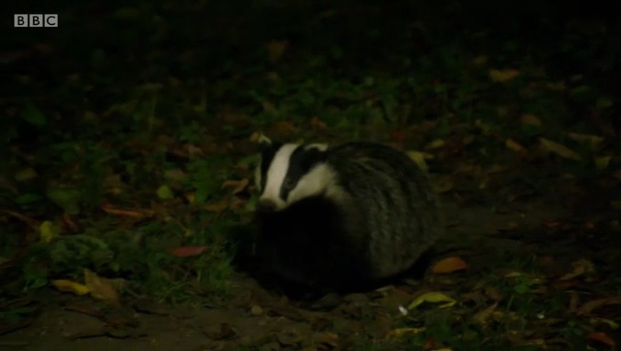 BBC1_Countryfile - Cornwall on the pros and cons of vaccinating badgers against TB rather than culling