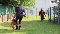 VIDEO. Blois : des chiens policiers très entraînés