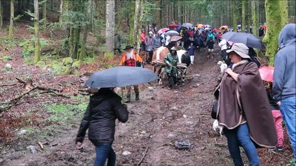 Débardage avec des bœufs lors de la fête du bûcheron à Xonrupt