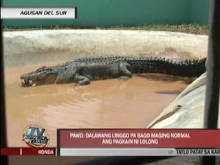 Monster crocodile still not eating