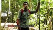 Indonésie : les orangs-outans menacés par la culture du palmier