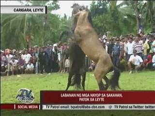 Marc Logan presents: A 3-horned carabao