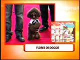 Pets to join 'Flores de Doggie'