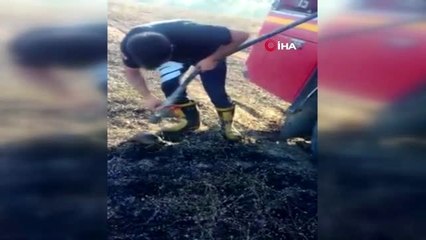 Yangından kurtarılan kaplumbağanın suyla buluşma anı kamerada