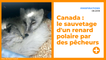 Canada : le sauvetage d'un renard polaire par des pêcheurs