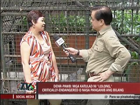 Second largest croc in PH spotted in Malabon