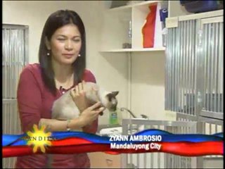 Dogs can also enjoy, try dog hotels