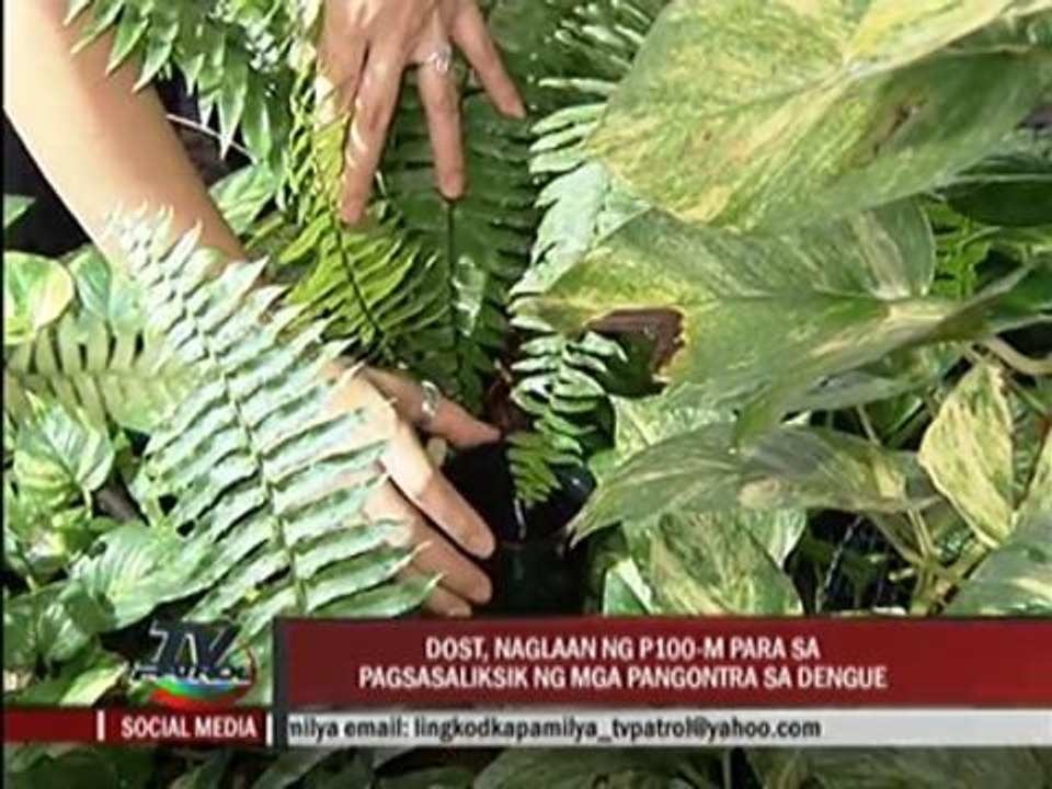 P100M earmarked for dengue research