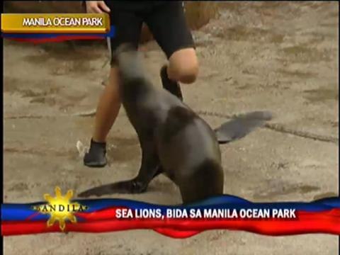 Manila develops ocean-themed attractions