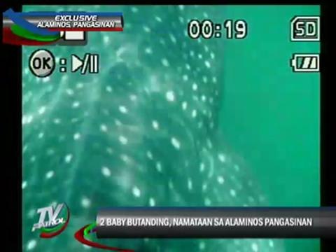 2 baby 'butanding' found in Pangasinan