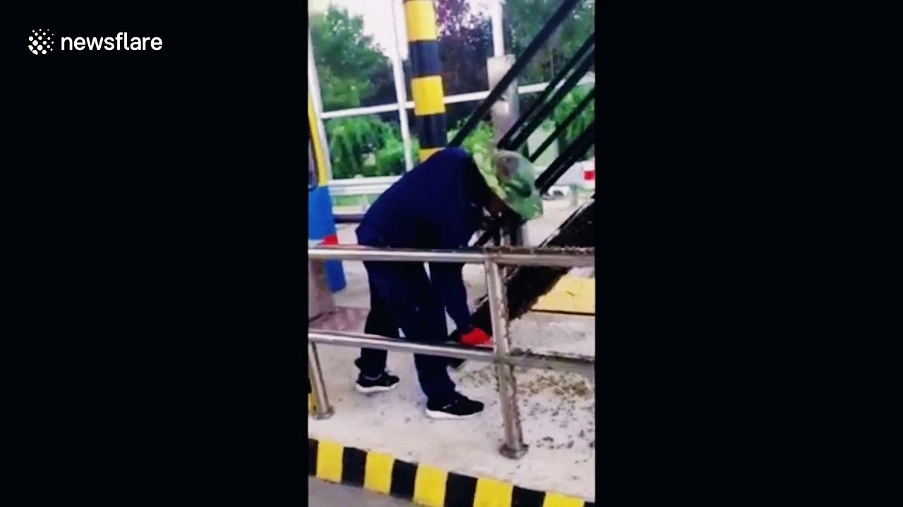 Thousands of bees swarm toll gate after escaping from transport truck in China