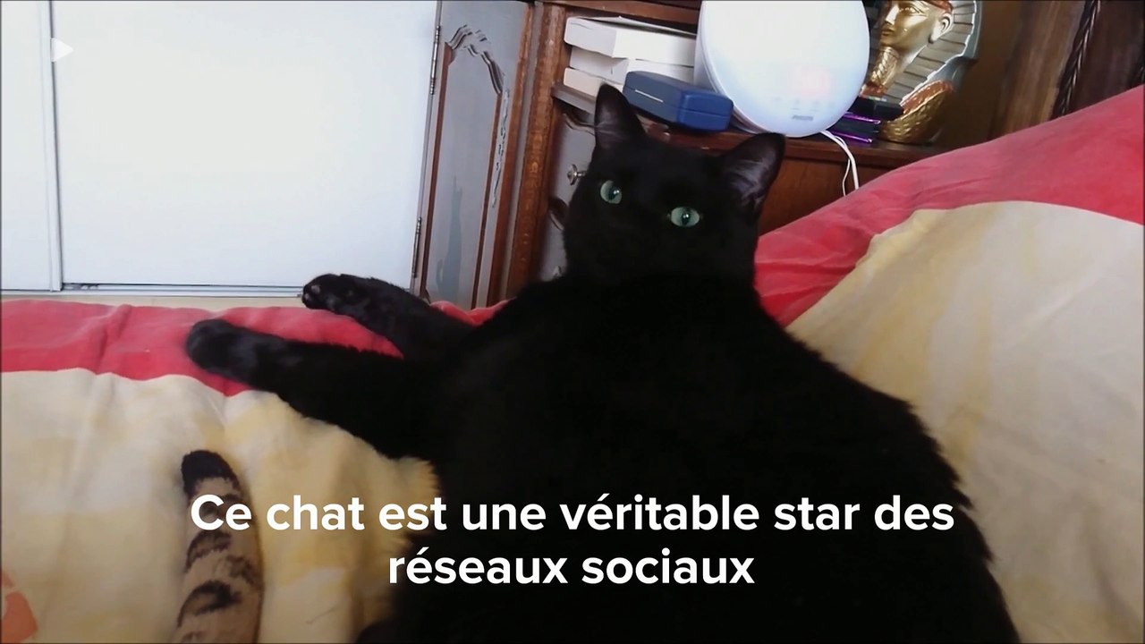 Bagheera, le chat star des réseaux sociaux