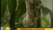 Rats, caterpillars destroy crops in Davao City