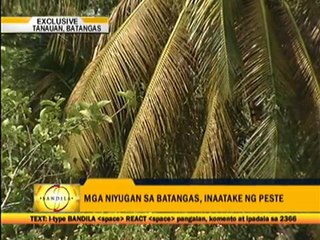 Pests threaten S. Luzon coconut industry