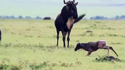 익산출장안마 -후불1ØØ%ョØ1ØM7685M6221｛카톡USA51｝ 익산전지역출장마사지 익산오피걸 익산출장안마 익산출장마사지 익산출장안마 익산출장콜걸샵안마 익산출장아로마익산출장샵びそ≉
