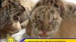 4 tiger cubs born in Malabon Zoo