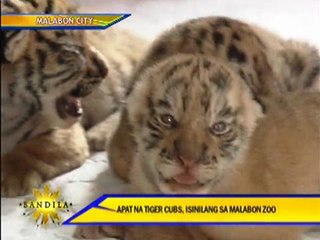 4 tiger cubs born in Malabon Zoo