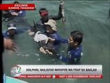 Dolphin saved after being trapped in fish pen
